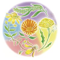 Seasons of the Soul Blütenöle
